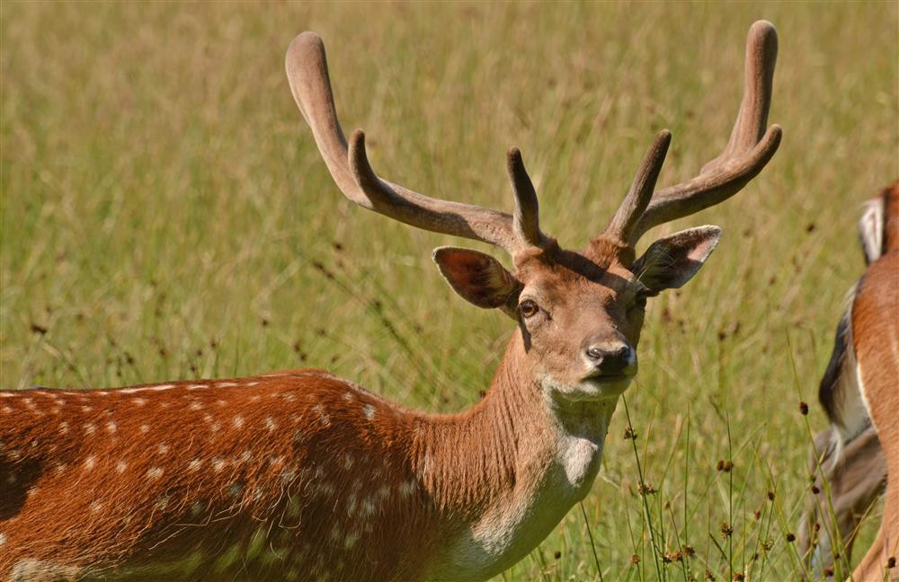 Deer at Bolderwood