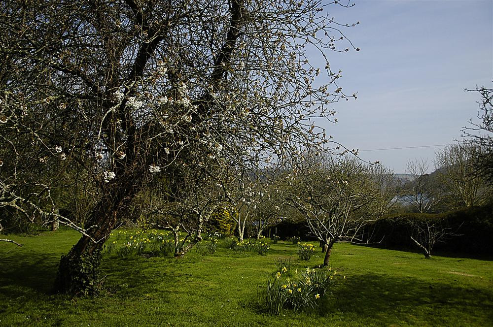 Communal grounds of Dittisham Court