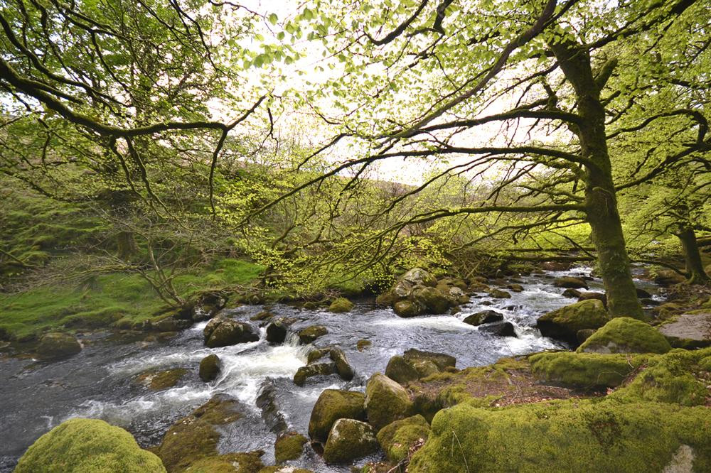 The River Taw, below the cottage.