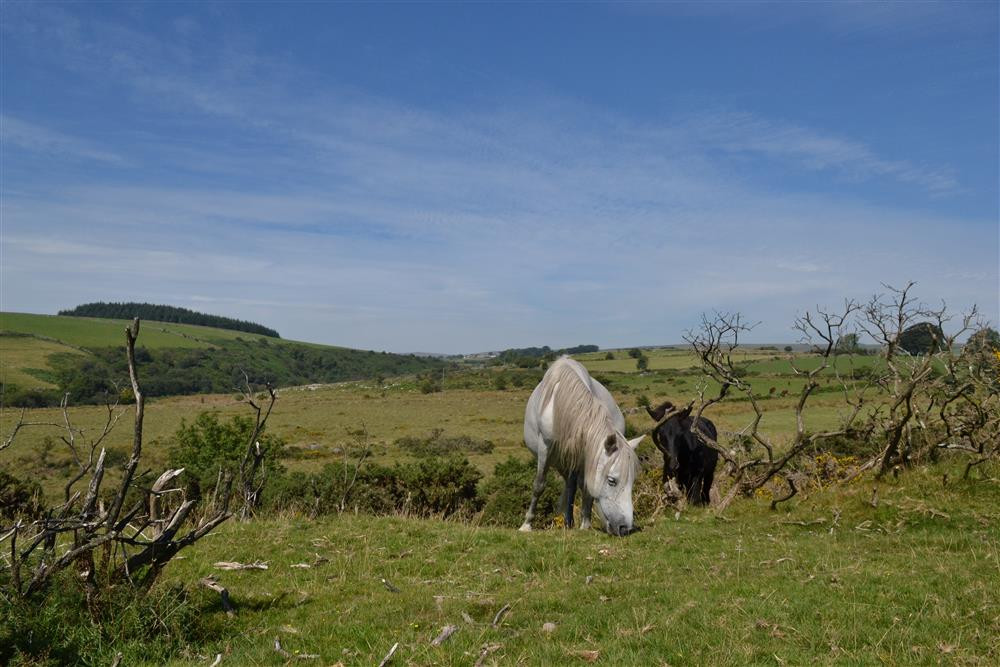 Stunning Dartmoor scenery.