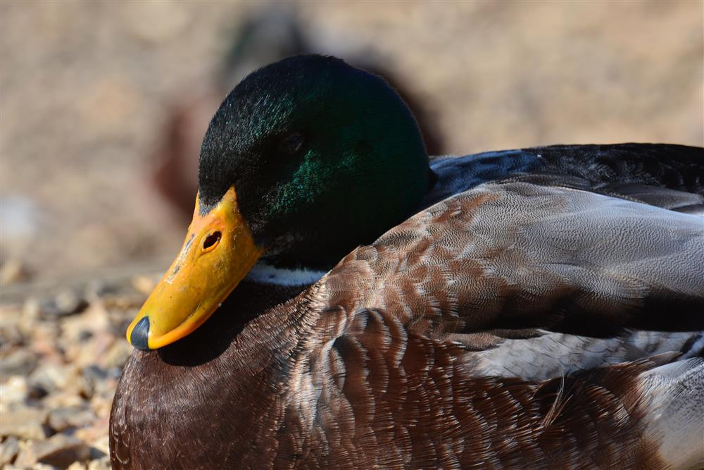 Slapton Ley is a wildlife sanctuary.