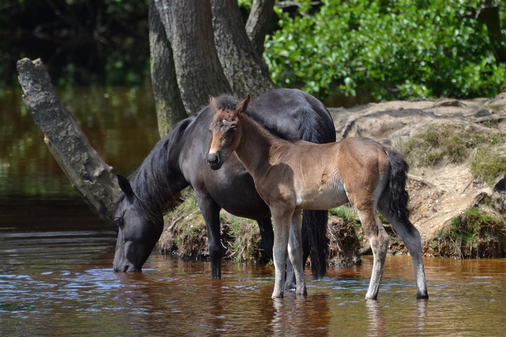 New Forest Ponies at Balmer Lawn car park