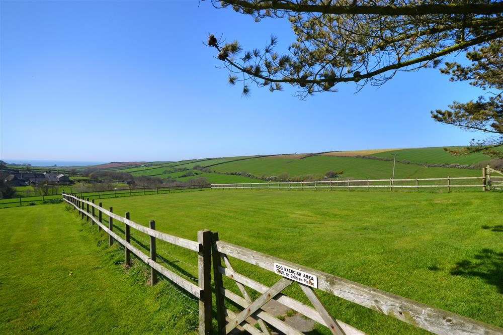 The large dog exercise area