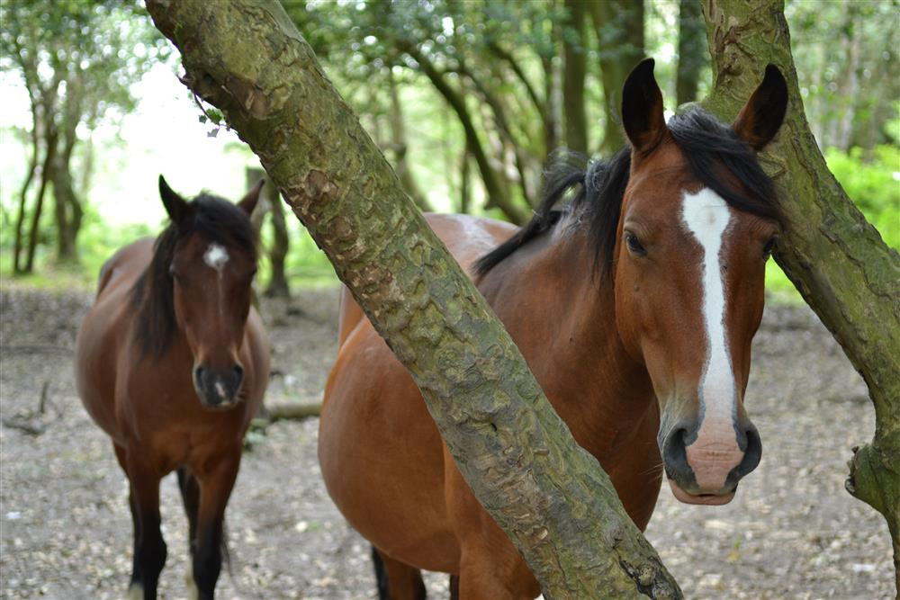 New Forest Ponies
