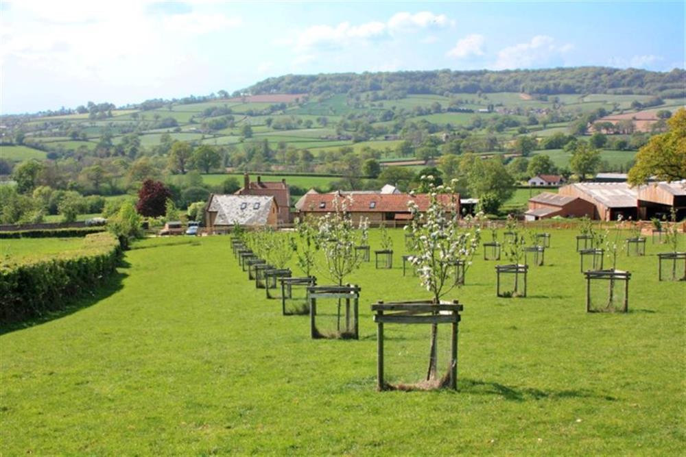 The orchard behind the cottage