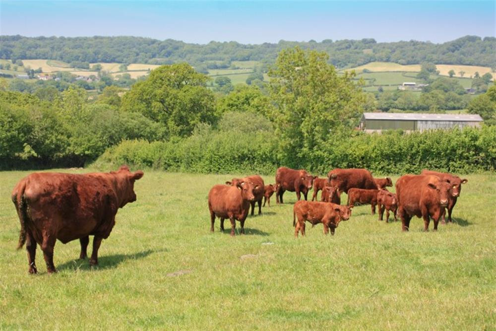 Some of the farm's Devon Reds