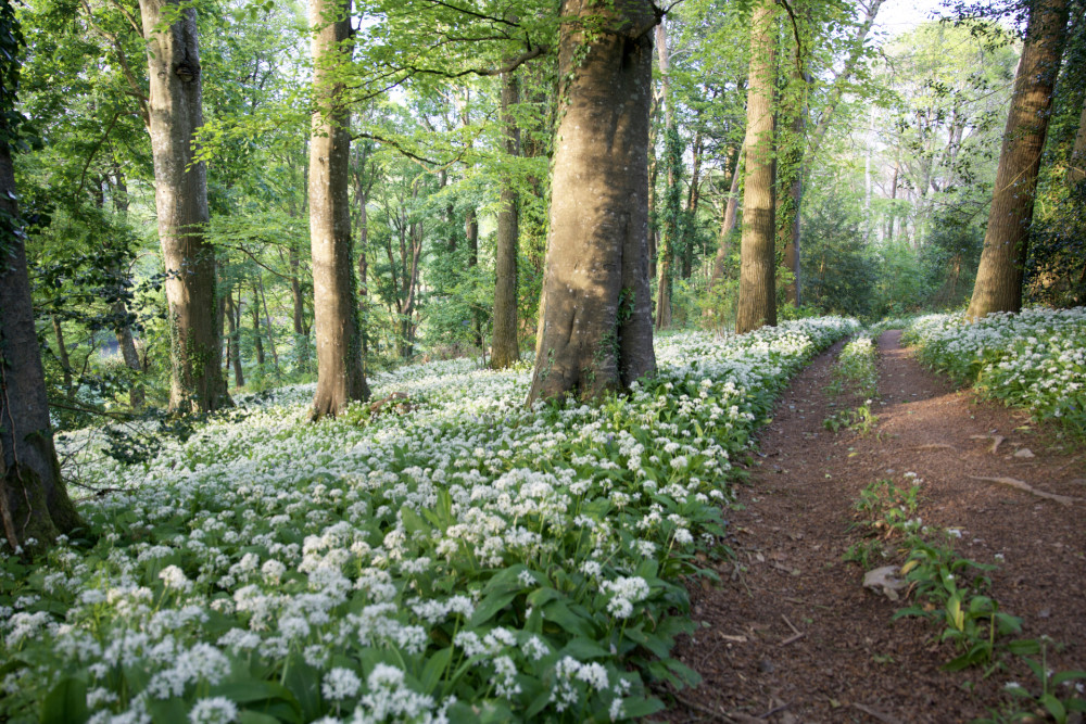 Wild garlic in the woods!