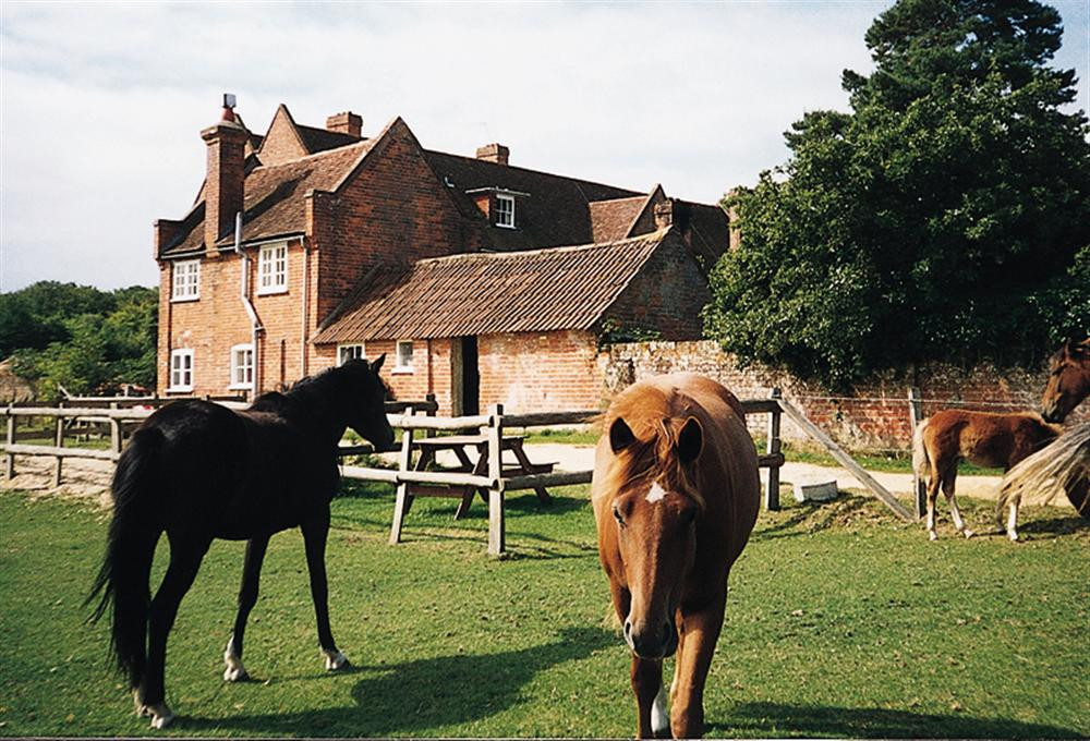 Ponies grazing infront of the cottage