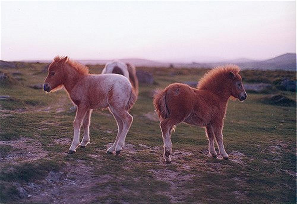 Dartmoor ponies