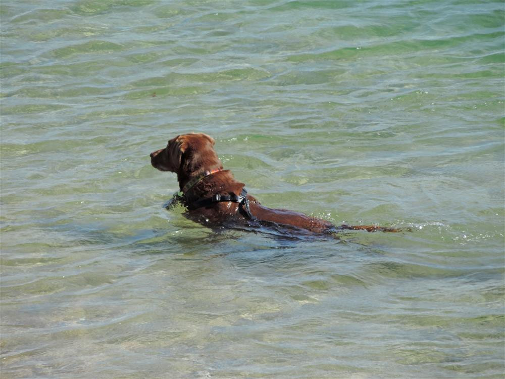 This super apartment is dog friendly as is the beach...why leave your four legged friends at home.