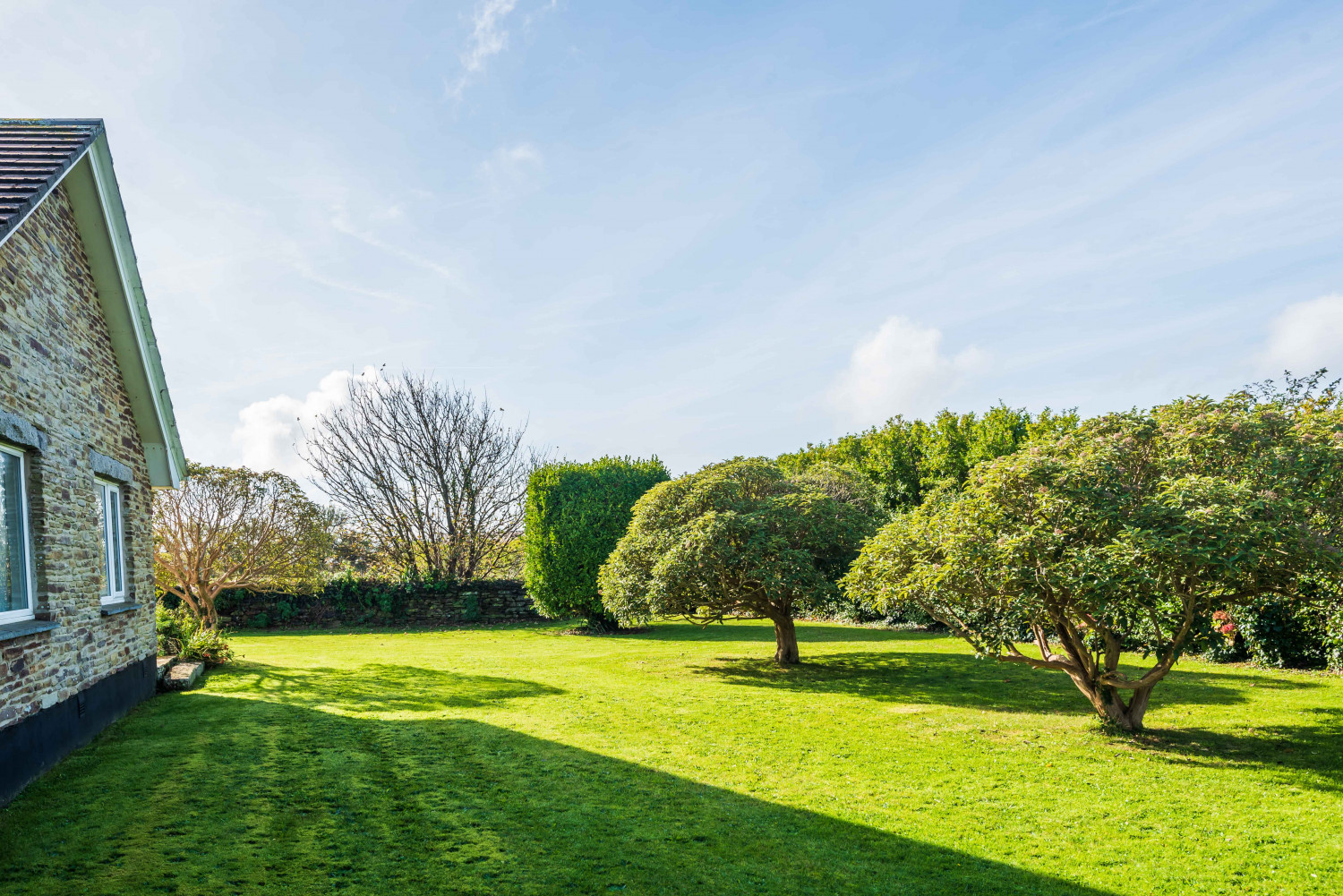 Escallonia garden continued