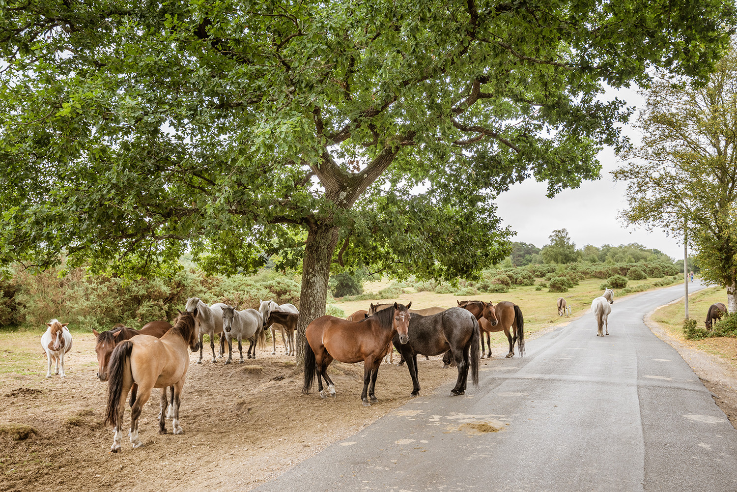 Property image 31 for THCA862