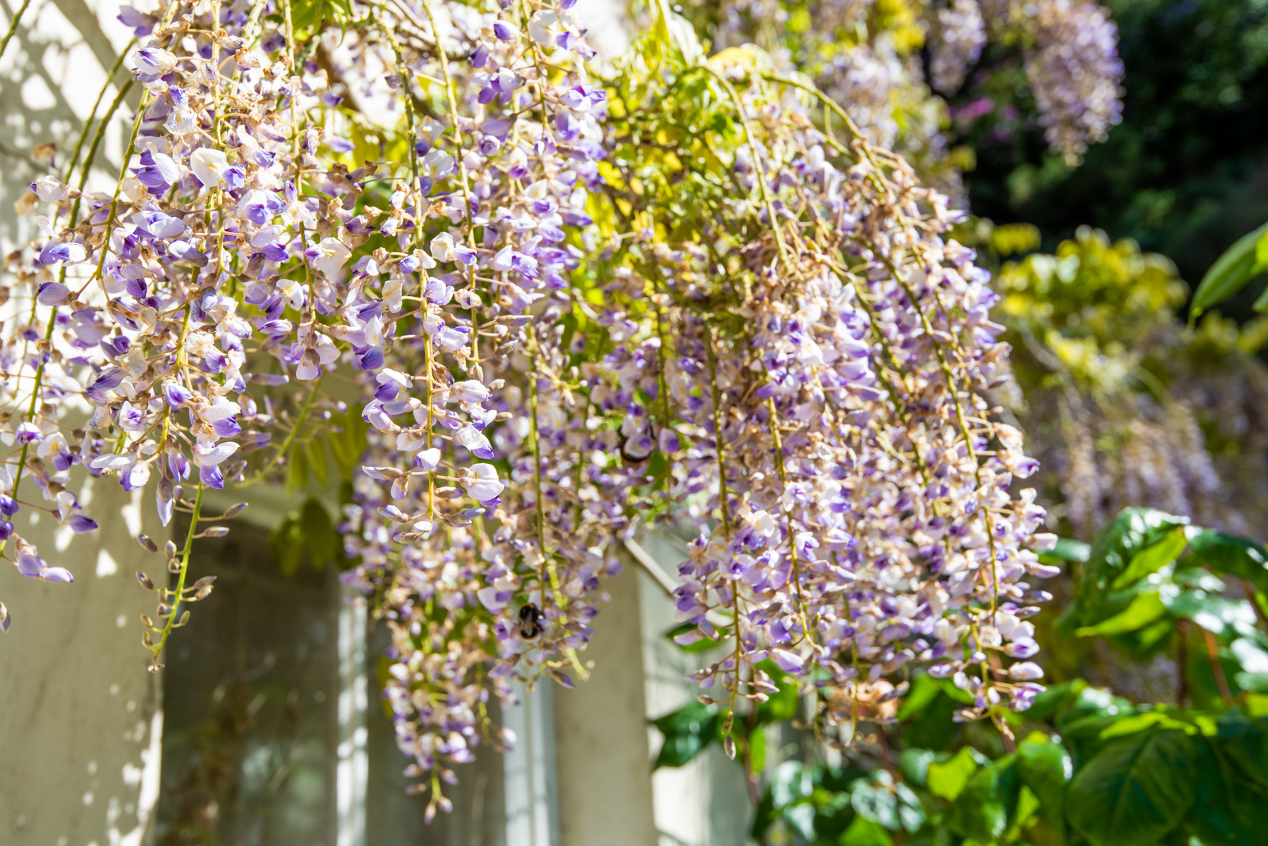 Wisteria adored by the local bee's