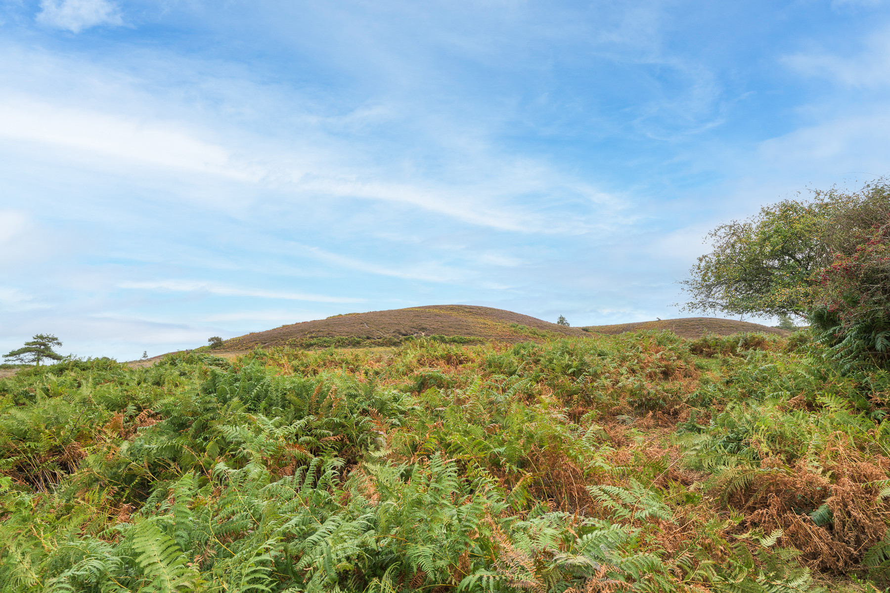 Property image 9 for THCA857