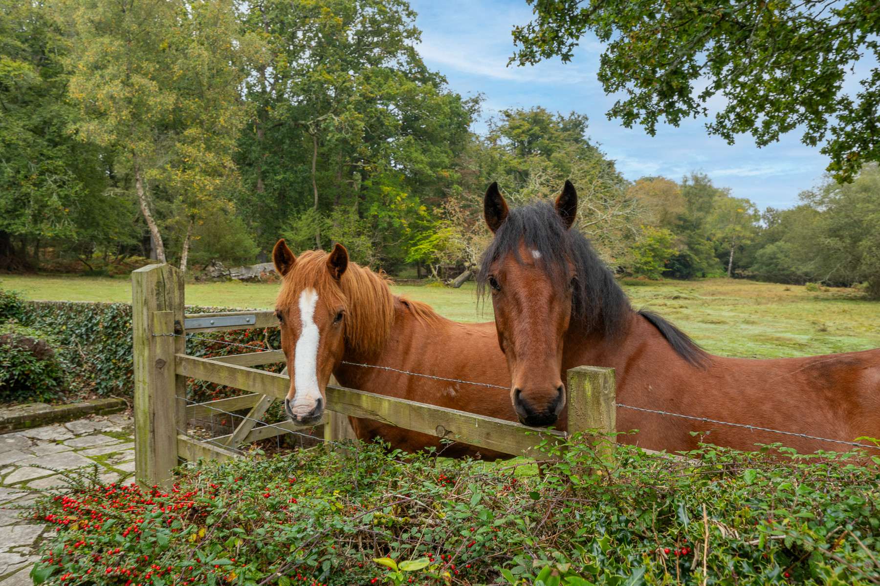 Property image 2 for THCA595