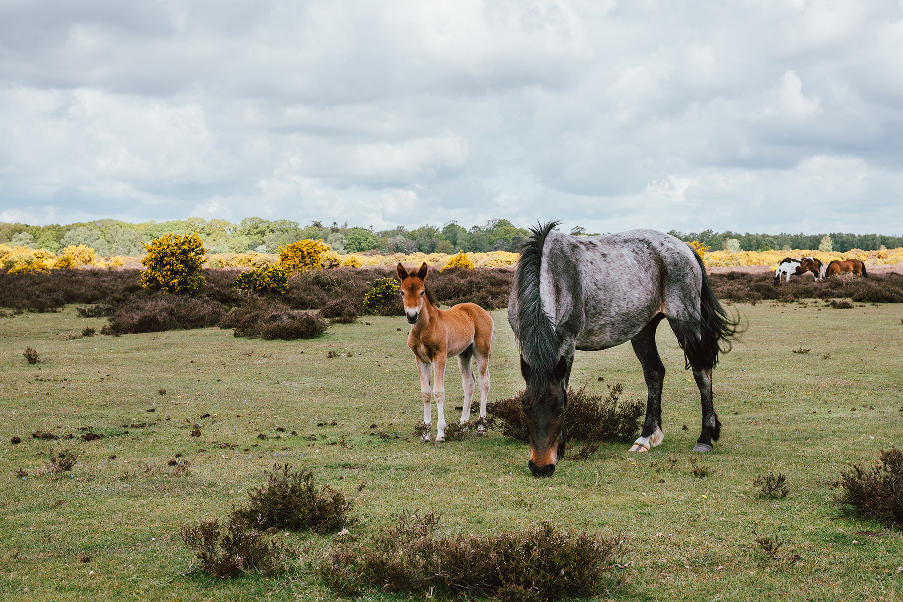 Property image 32 for THCA862