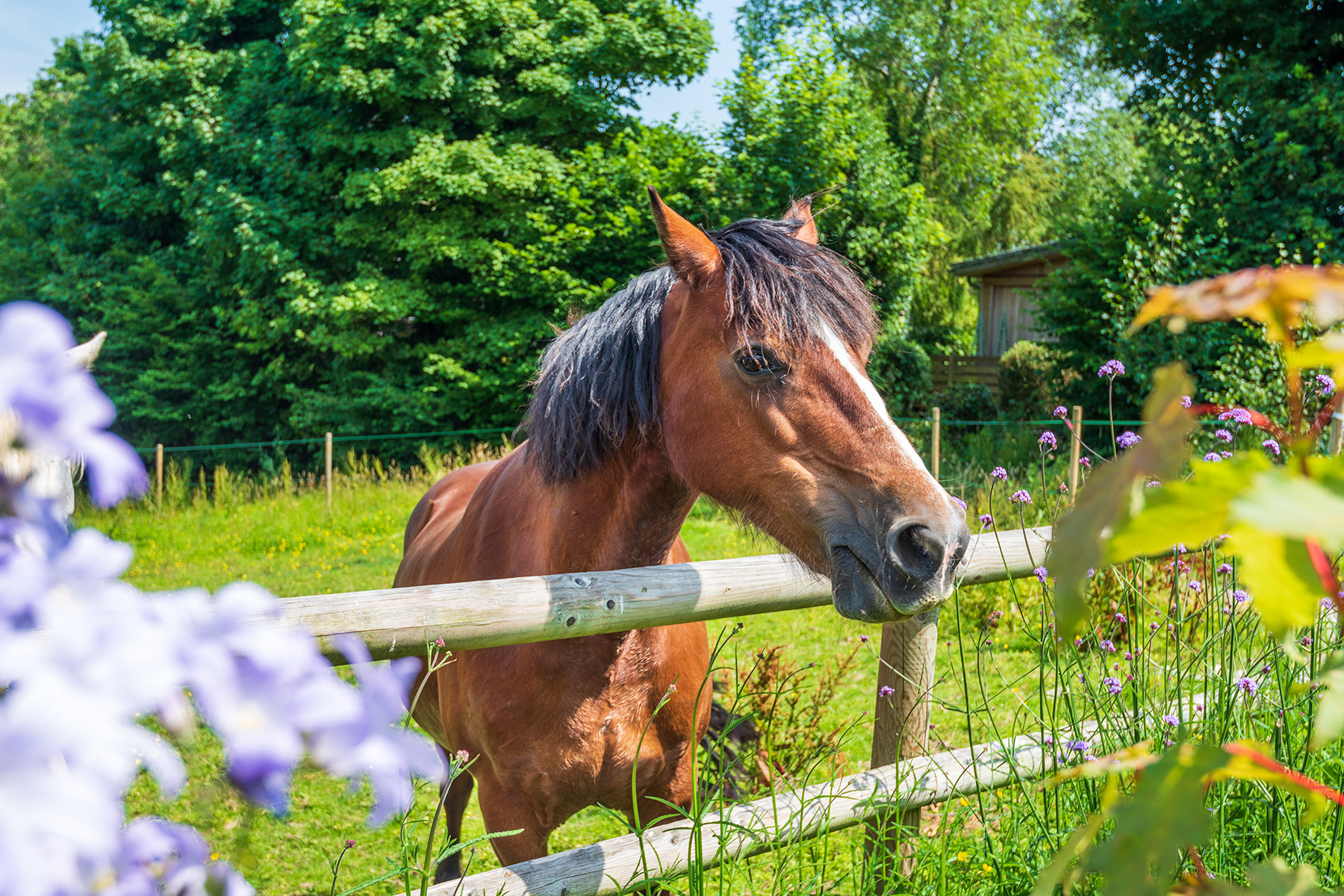Meet the friendly residents!