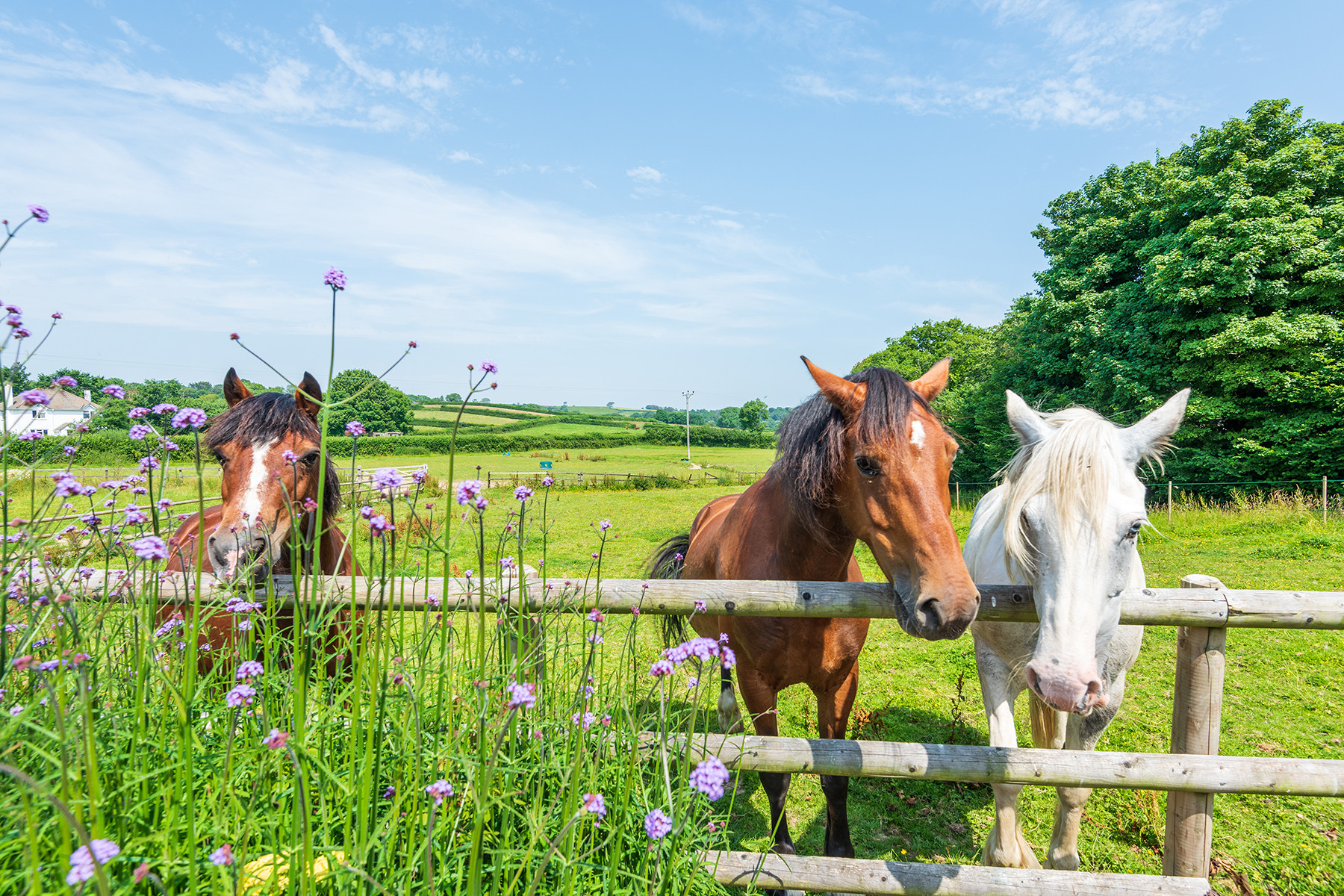 Meet the friendly residents!