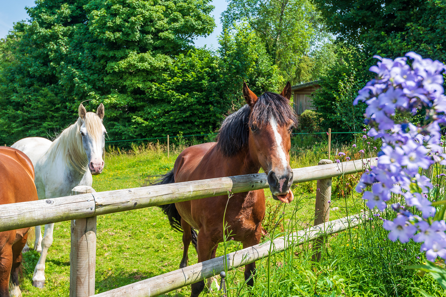 Meet the friendly residents!