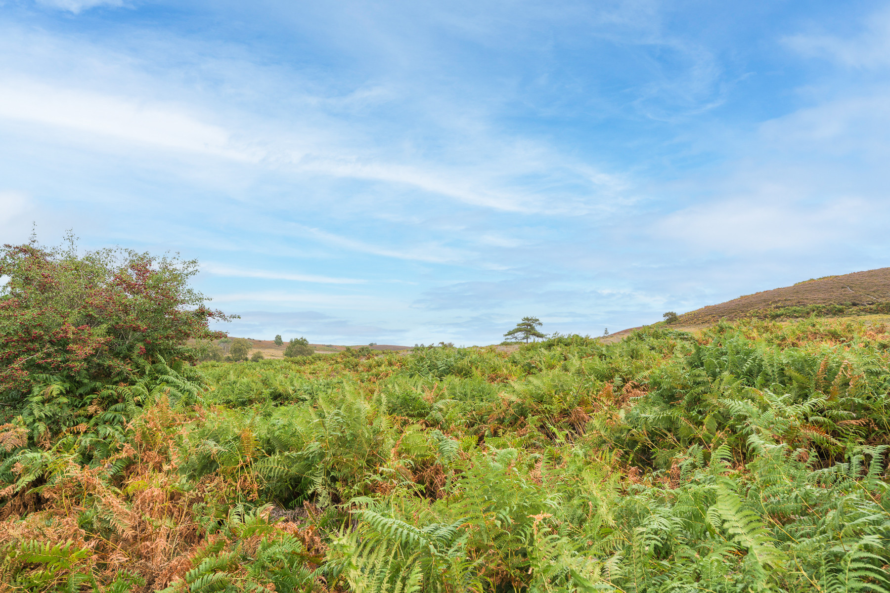 Property image 45 for THCA857