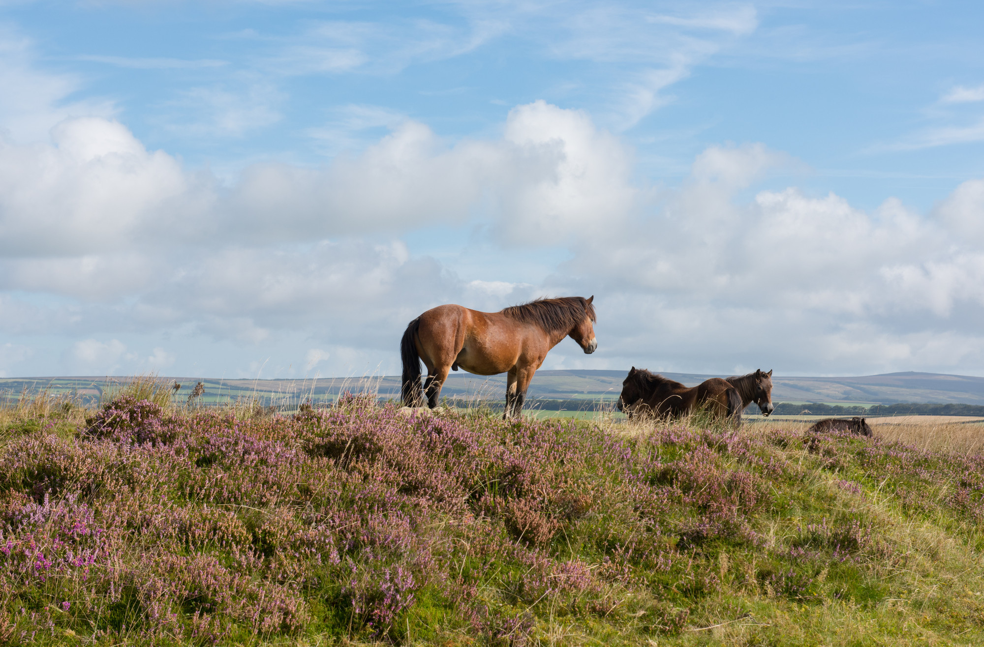 Property image 35 for THCHIVE