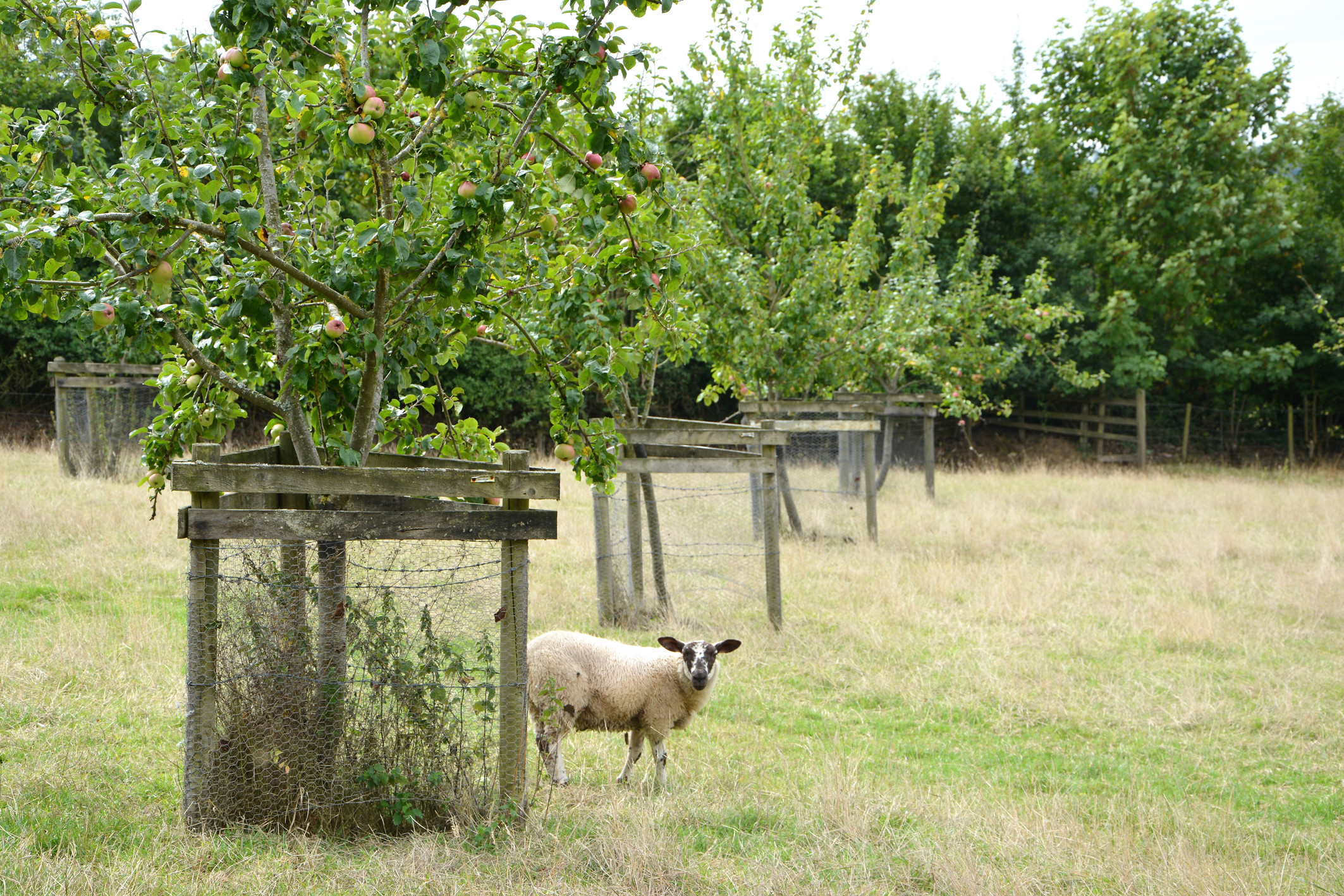 The apple orchard