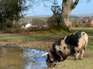 Property image 34 for THCA927