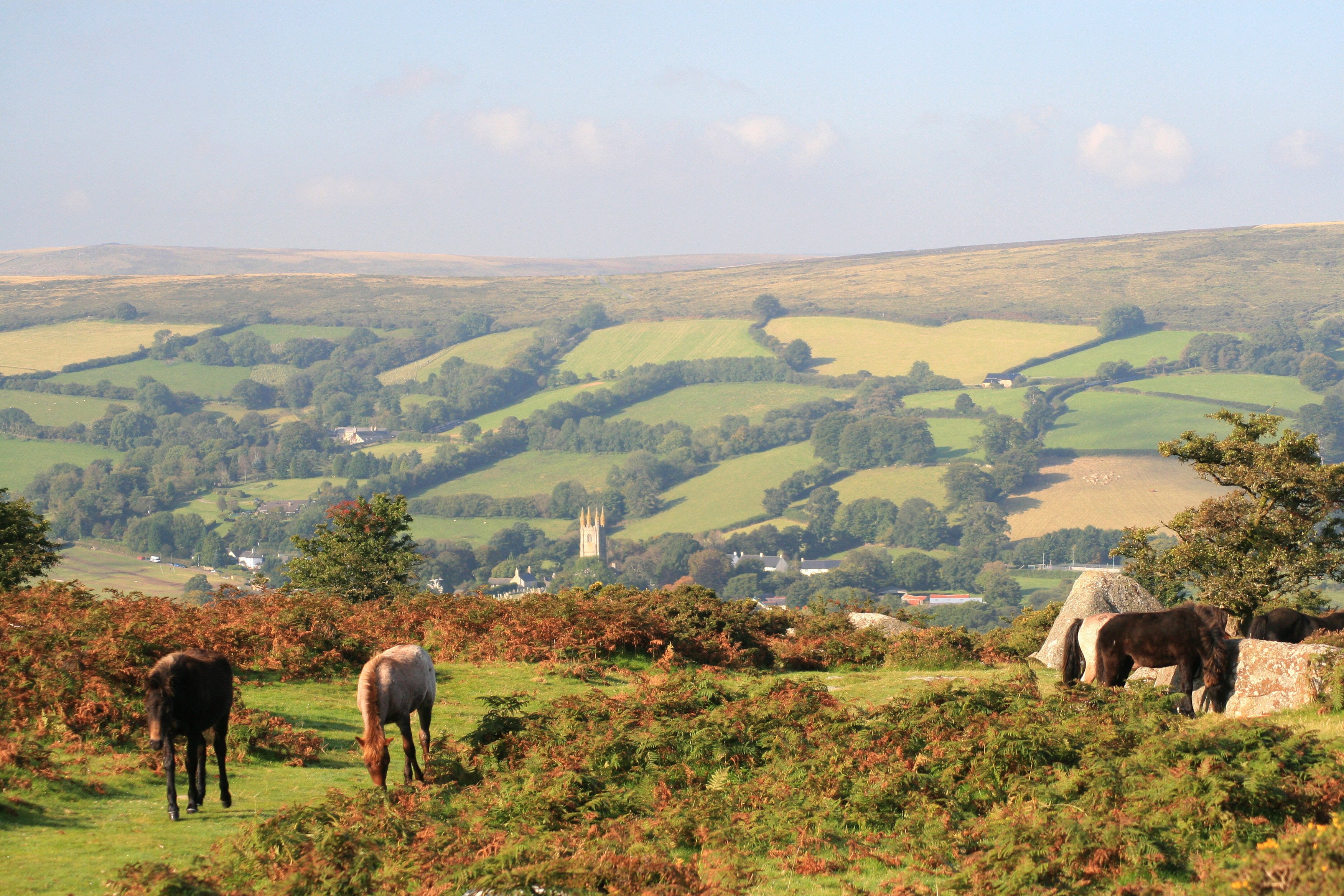 Dartmoor ponies overlooking nearby Widecombe in the Moor.