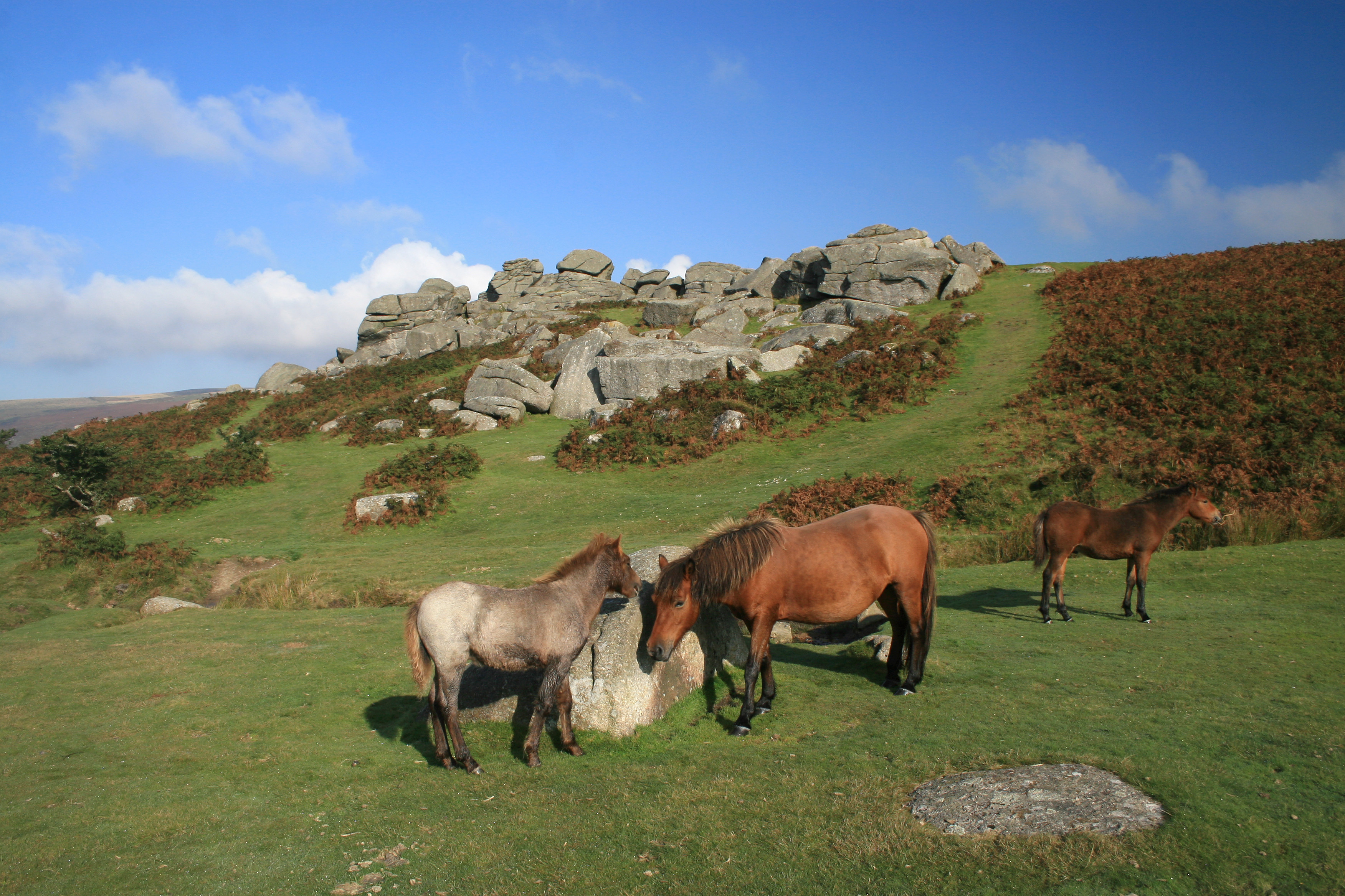 Dartmoor ponies
