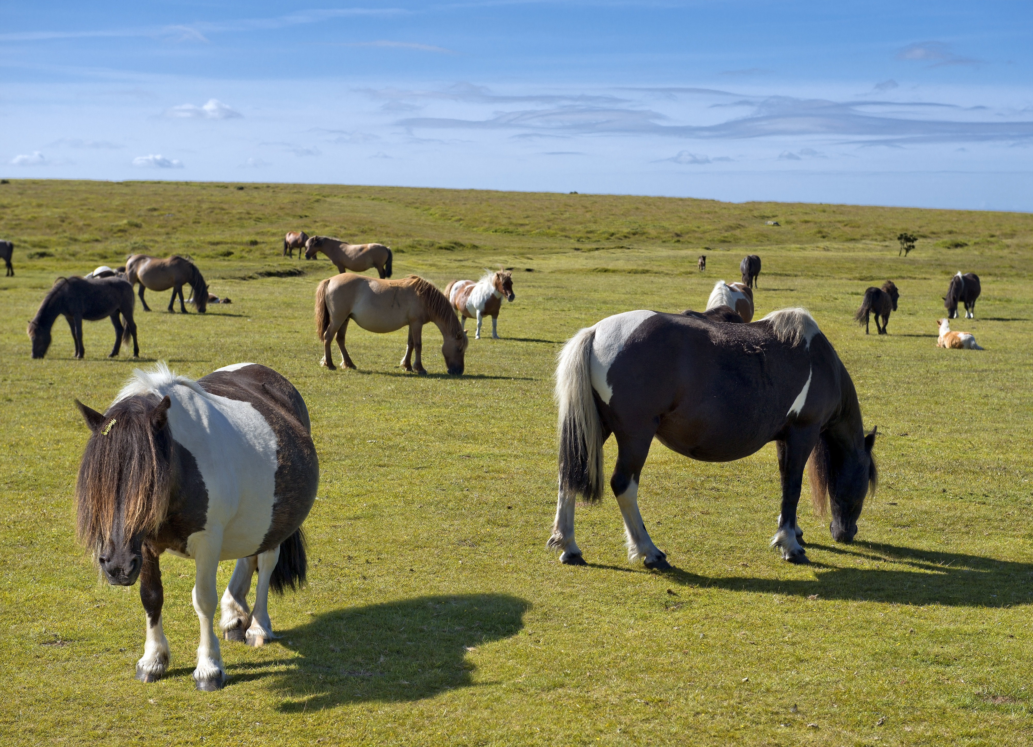 The beautiful Dartmoor ponies.