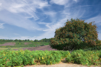 Property image 29 for THCB314