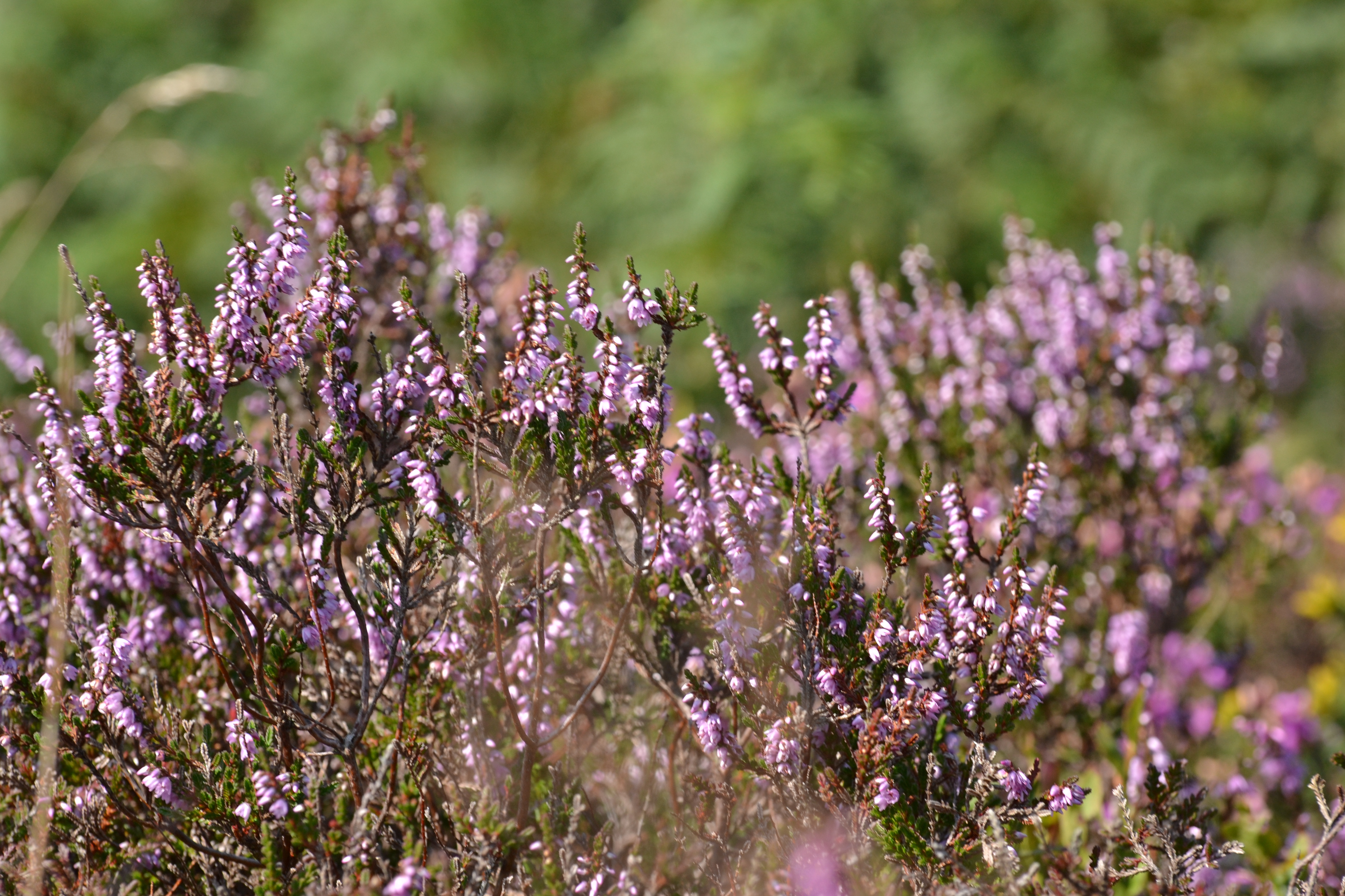 Property image 24 for THCLARRIS