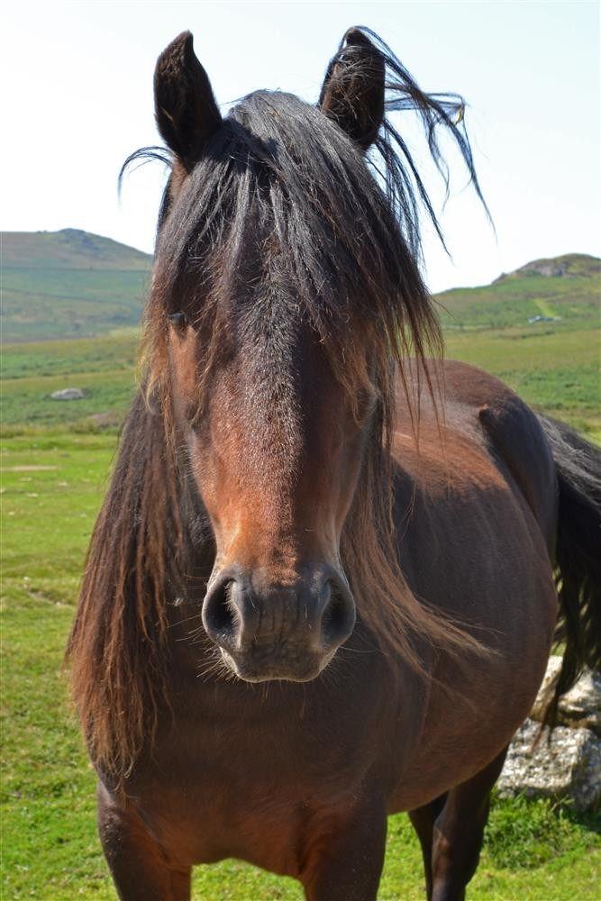 A Dartmoor pony.