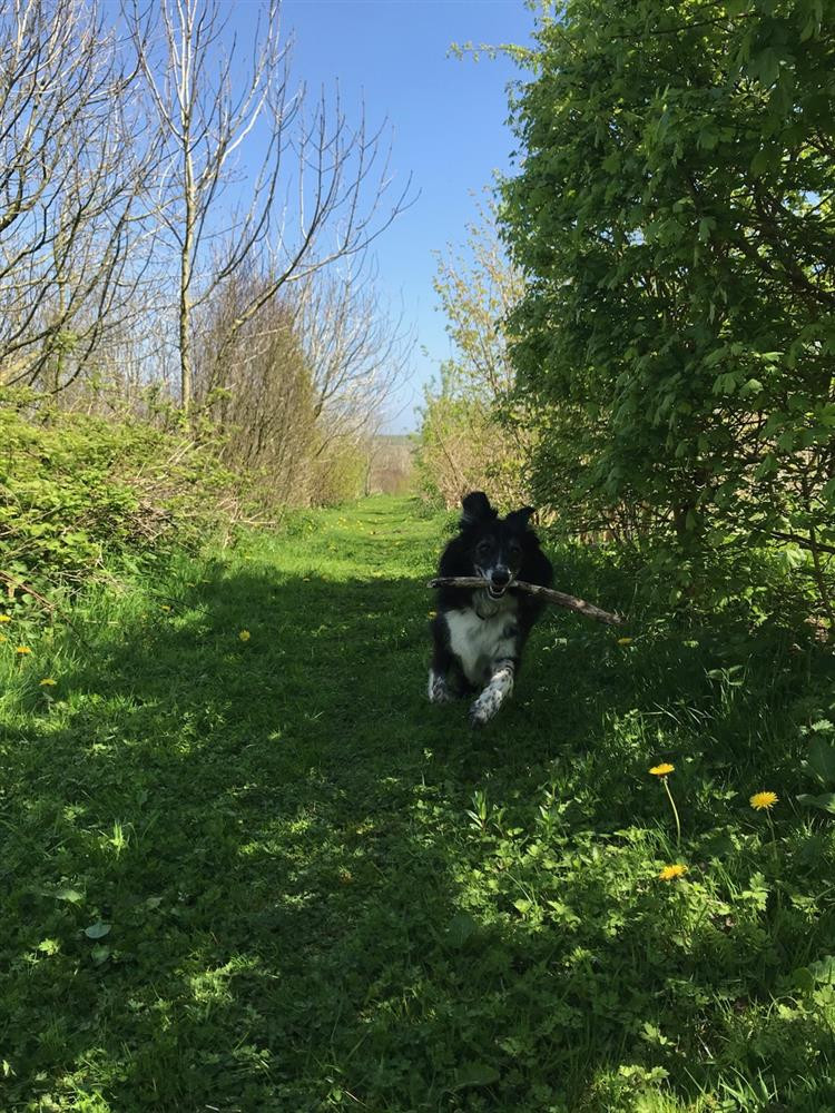 Pawfect fun!