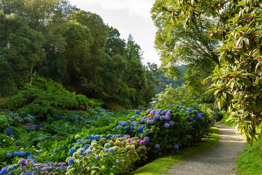 Beautiful Trebah Gardens at nearby Mawnan Smith