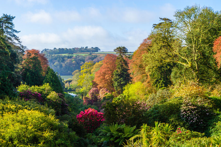 Beautiful Trebah Gardens at Mawnan Smith 